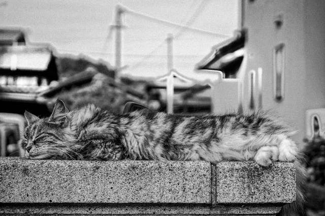 Photograph of a Cat Sleeping atop a Ledge
